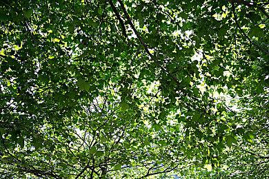  《超级忍 反攻的斩击》免费试玩版现已上线 超级忍也可以超可爱？！