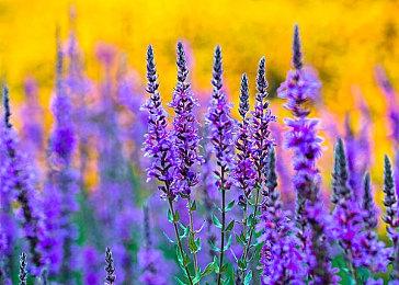 《FUBUKI》4月登陆Steam 高速度像素风横版动作